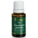 Eucalyptus Globulus Ätherisches Öl - 15 ml