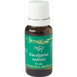Eucalyptus Radiata Ätherisches Öl - 15 ml