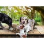 Fedor dogs Adult vital - Superfood  12kg