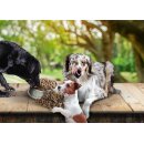 Fedor dogs Adult vital - Superfood 2,5kg